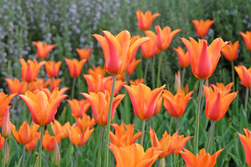 Red and orange lily flowered bi coloured Tulip, tulipa ‘Ballerina’ in flower.