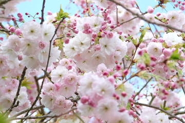 White and pink Prunus ‘Shogetsu’, Blushing Bride flowering cherry tree, in flower.