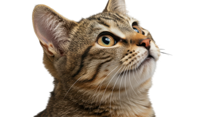 A tabby cat gazing upward caught in a moment of feline curiosity against a black background