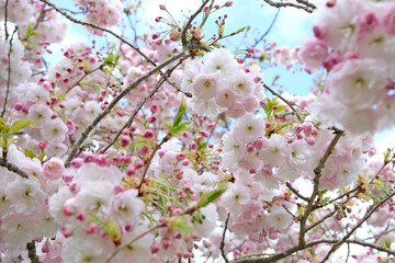White and pink Prunus ‘Shogetsu’, Blushing Bride flowering cherry tree, in flower.
