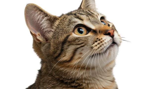 A tabby cat gazing upward caught in a moment of feline curiosity against a black background