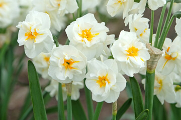 Obraz premium Cream and yellow double tazetta narcissus daffodil ‘Sir Winston Churchill’ in flower.