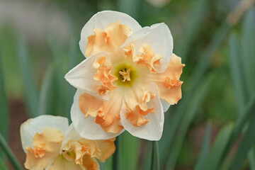 Cream and orange Narcissus daffodil ‘Sunny Girlfriend’ in flower.