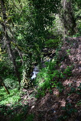 stream flowing in a lush green forest