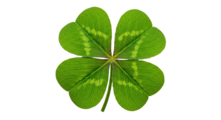 A vibrant fourleaf clover against a stark black backdrop