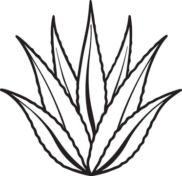 recommend clip art: aloe vera leaves line art, black outline, vector and illustration, coloring book page line art drawing