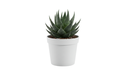 A vibrant Haworthia in a sleek white pot a contrast against the void