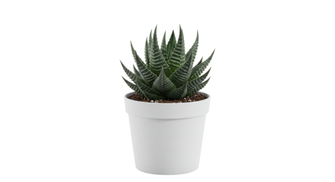 A vibrant Haworthia in a sleek white pot a contrast against the void