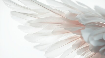 Feathered white angel wings on a clean, pure white background, with soft light highlighting the details.