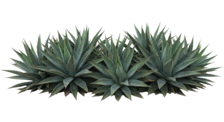 Agave cluster sharp beauty amidst stark backdrop