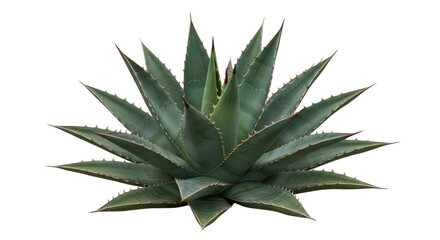 Fototapeta premium Agaves radiating spiked leaves against black A desert crown in the dark