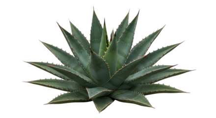 Agaves radiating spiked leaves against black A desert crown in the dark