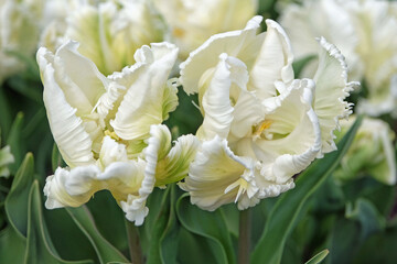 White frilled parrot Tulip, tulipa ‘White Parrot’ in flower.