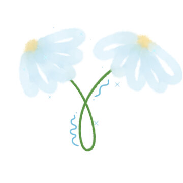 white daisy flower