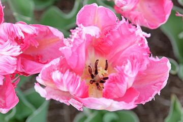 Pink and white frilled parrot Tulip, tulipa ‘Silver Parrot’ in flower.