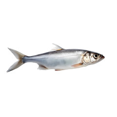 Obraz premium Fish Image HighResolution Stock Photo of a Fish on transparent background