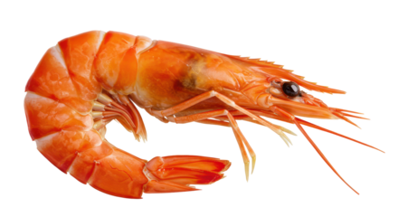 A succulent cooked prawn its orange shell gleaming against a stark black background