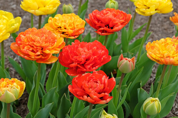 Rd darwin double late Tulip, tulipa ‘Sun Lover’ in flower.
