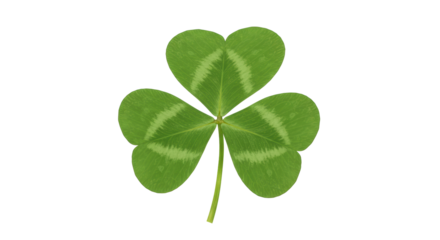 Isolated Three Leaf Clover Symbolizing Luck and Irish Heritage