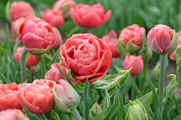 Copper orange double late Tulip, tulipa ‘Copper Image’ in flower.