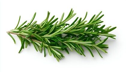 Fototapeta premium Fresh rosemary sprig, top view