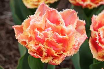 Salmon pink and orange fringed double late Tulip, tulipa ‘Brisbane’ in flower.
