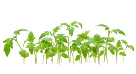 A vibrant cluster of verdant tomato seedlings sprout against a stark black backdrop