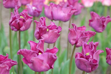 Tall purple coronet Tulip, tulipa ‘Crown of Negrita’ in flower.