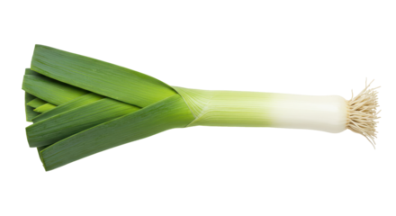 A vibrant leek Green leaves blend into a white bulb with roots against a black background