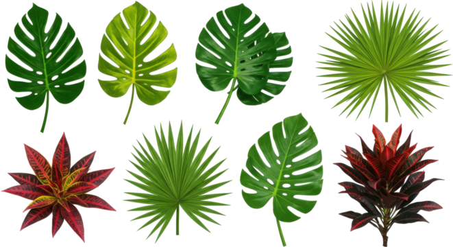 Botanical Rhapsody Monstera Palm  Croton Leaves Against Noir