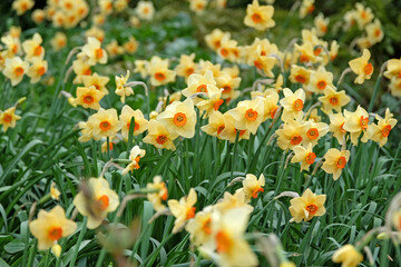 Pale yellow and deep orange Narcissus ‘Altruist’ small cupped daffodil, in flower.