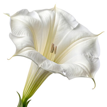 Close up of a single white datura flower.