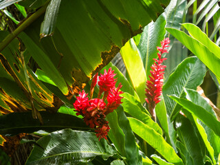 The wild tropical red ginger flower with green leaves background in the Seychelles jungle, Alpinia purpurata