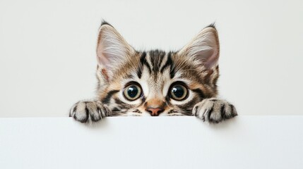 Fluffy Bengal kitten with distinctive spots, peeking out from a white background.