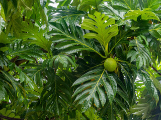 Breadfruit tree with fruits in the foliage , (Artocarpus altilis), tree of the mulberry and jackfruit family (Moraceae)