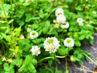 草むらに咲くシロツメクサ