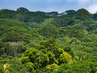 seychelles, tropical rainforest background, jungle foliage