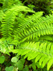 色鮮やかなシダ植物