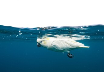Naklejka premium Elegant Cockatoo submerged in the vast ocean's embrace breathtaking sight