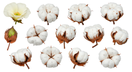 Cotton stages blooms bolls  open fibers against black