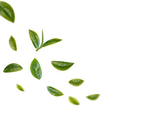 Green tea leaves flying in the air isolated on background.
