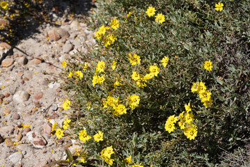 Spotted Yellow Sun Rose (Cistus halimifolius)
