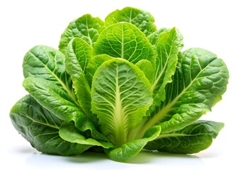 Obraz premium Baby cos lettuce romaine isolated on white background