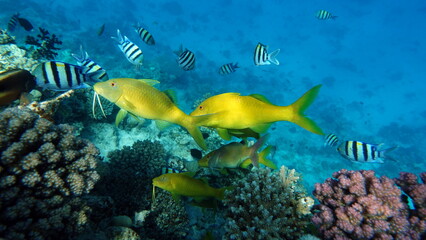 Colorful tropical fish on a coral reef, amazingly beautiful fairy world. In the coral gardens of the Red Sea.