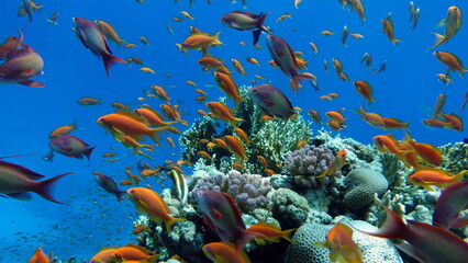 Colorful tropical fish on a coral reef, amazingly beautiful fairy world. In the coral gardens of...