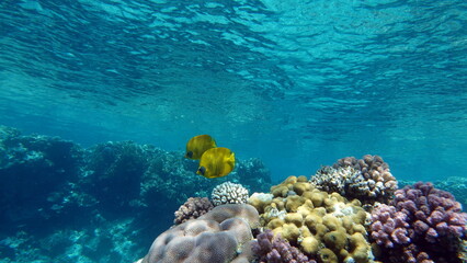 Colorful tropical fish on a coral reef, amazingly beautiful fairy world. In the coral gardens of...