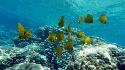 Colorful tropical fish on a coral reef, amazingly beautiful fairy world. In the coral gardens of the Red Sea.
