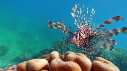 Lion Fish in the Red Sea in clear blue water hunting for food .