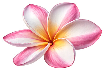 Fototapeta premium frangipani flower isolated on white background