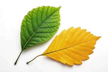 Fototapeta premium Colorful Green and Yellow Leaves on a White Background Generative AI